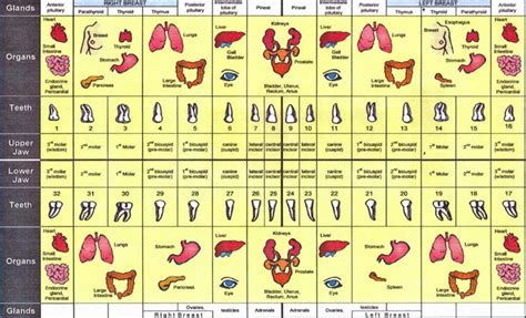 Chinese Medicine Teeth Chart