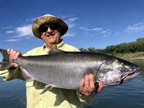 Recent Catches - Chinook Salmon