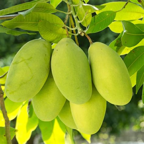 Chintalapalle mango garden
