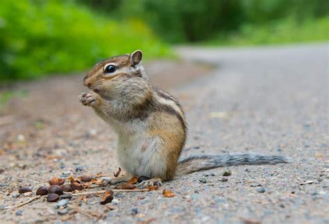 Chipmunks Food & Grocery Delivery