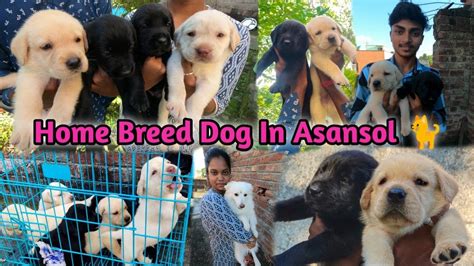 Chittaranjan Asansol Pet Dog Training House