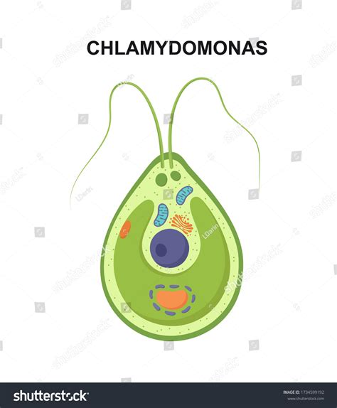 Chlamydomonas