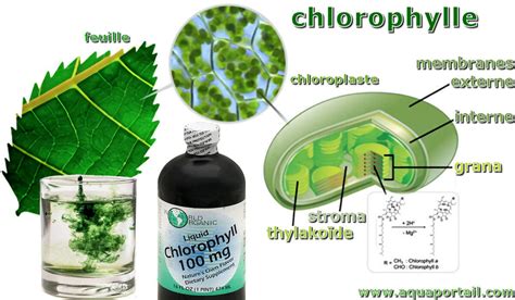 Chlorophylle à Sublaines