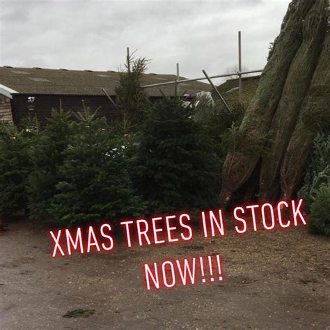 Christmas Trees Bedford