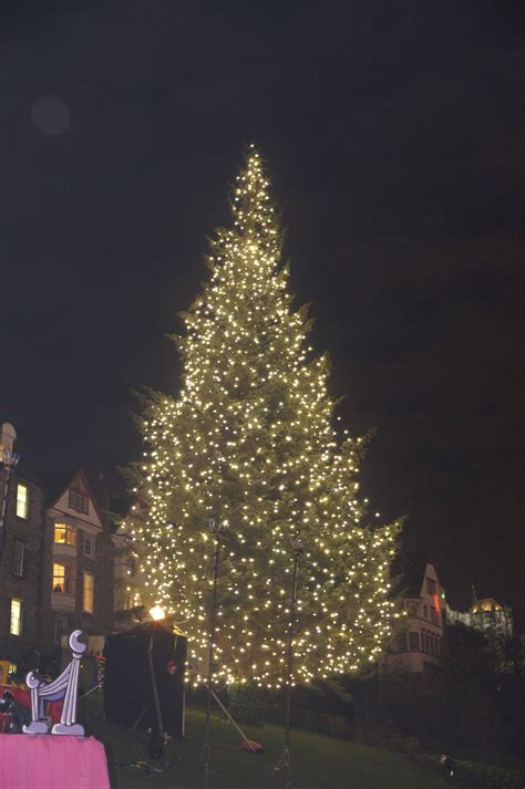Christmas Trees Edinburgh