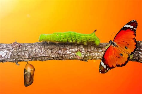 Chrysalide à Cotignac