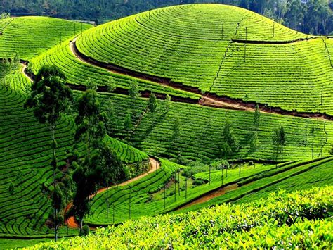 Civil Engineer and builder .Ooty,The Nilgiris.Tamil Nadu