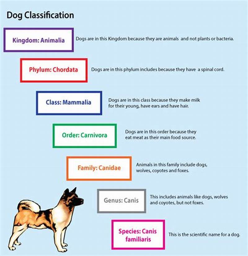 Classification Chart For Dogs