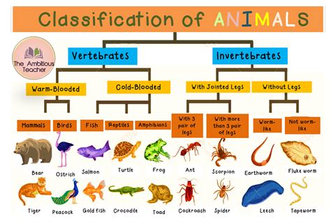 Classification Of Animals Chart