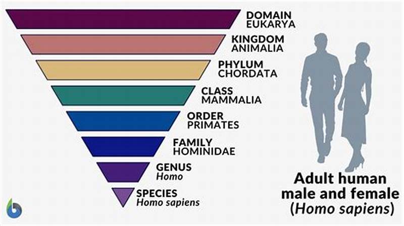 Classification Of Humans Chart
