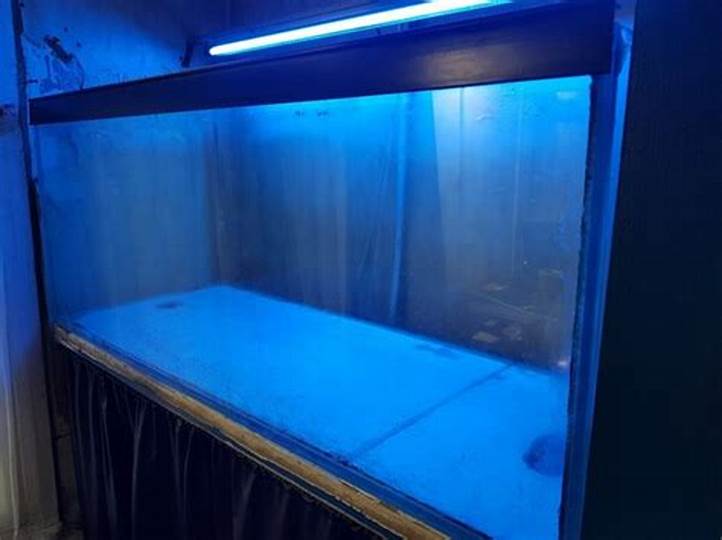 Classified Listings for Cheap Fish Tanks