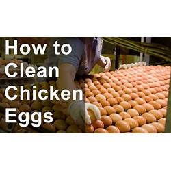 Clean Chicken Eggs