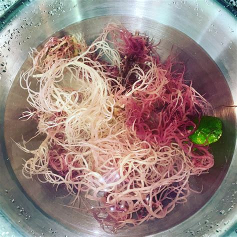 Cleaning and Preparing Sea Moss