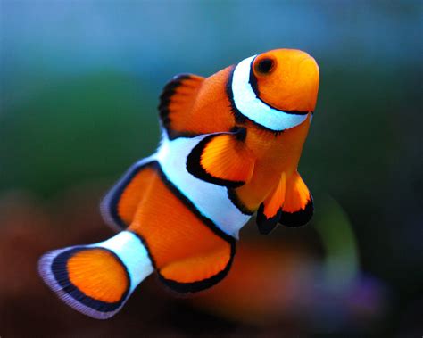 Clown Fish Image