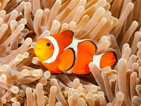 Clownfish Importance