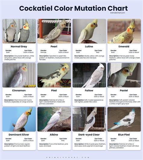 Cockatiel Mutations Chart