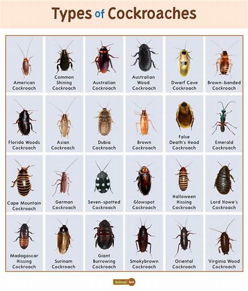 Cockroach Identification Chart