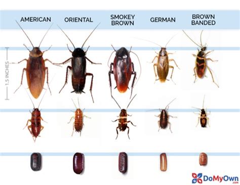 Cockroach Size Chart