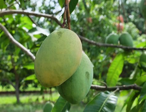 Coconut And Mango Tree(Udamale Fram)