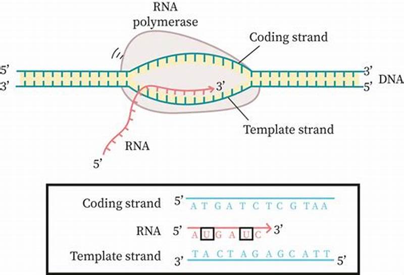 Coding And Template Strands