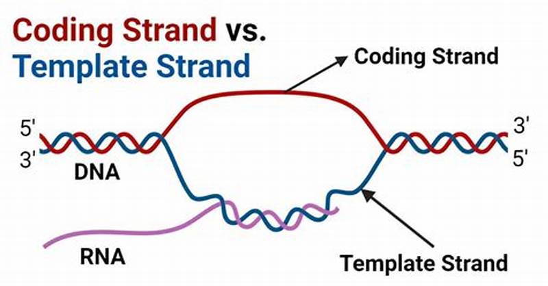 Coding Strand Template Strand