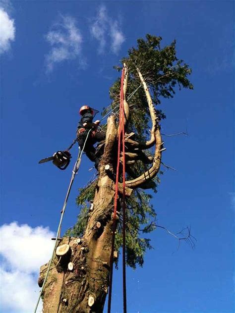 Colin Chadwick Tree Specialist