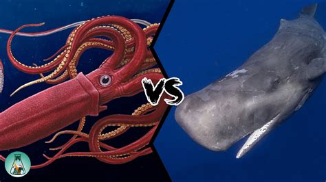 vs Sperm Whale