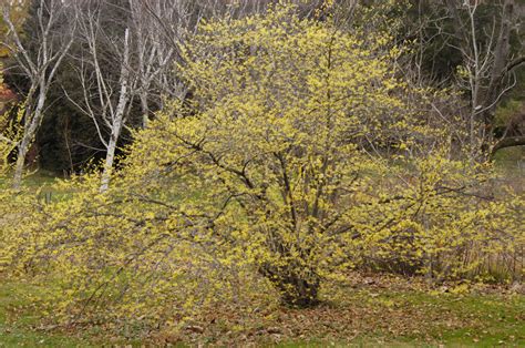 Common Witch Hazel