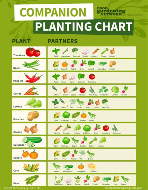 Companion Vegetable Chart