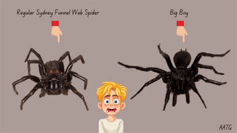 Comparing Venom Potency Between Funnel-Web and Mouse Spiders