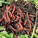 Compost Worms
