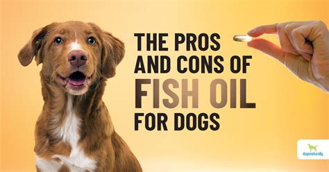 Conclusion: The Bottom Line on Fish Oils for Dogs