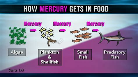Conclusion to Control Mercury Contamination in Fish