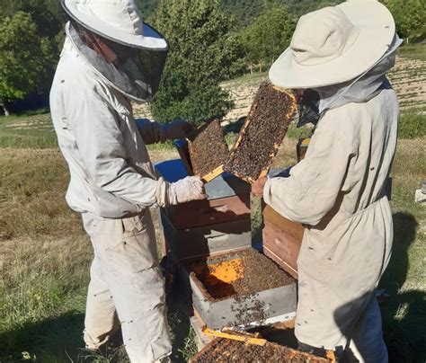 Connected Beekeeping à Die