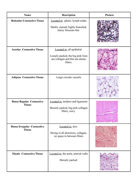Connective Tissue Chart