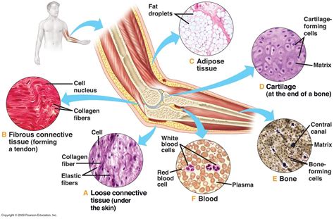 Connective Tissue image medical education