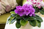 Containers for African Violets