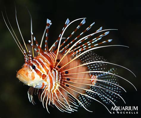 Cool Poisson à Domfaing