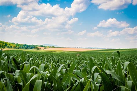 Corn Fields à Lugos