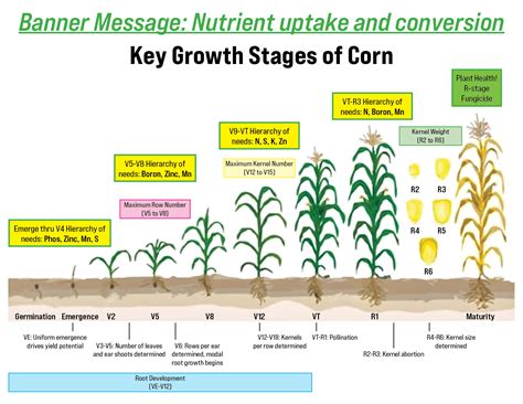 Corn Maturity Chart