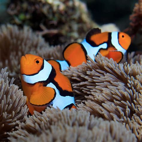 Cost of Clown Fish by Species