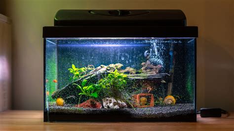 Cost of Setting Up an Aquarium