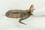 Cottonmouth Snake vs Rattle