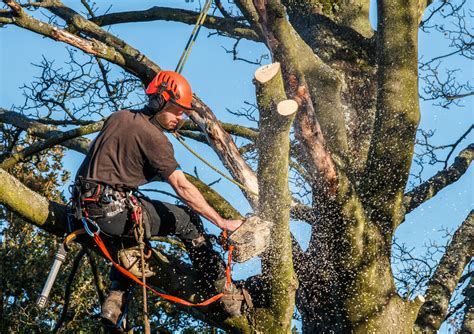 County Forestry Tree Surgeons