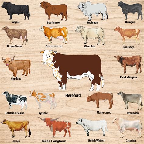 Cow Breed Chart