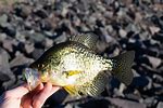 Crappie in Ponds