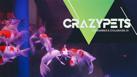 CrazyPets Aquarium & Pet Shop