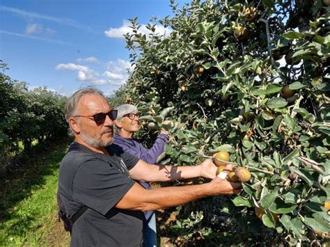Cueillette de pommes Le Verger Du Biaunais à Mareau-aux-Prés