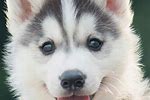 Cute Puppy Love Husky