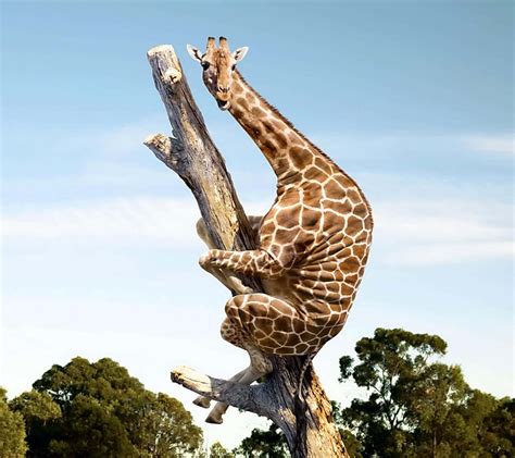 Cute giraffe Onlyfans Leak 5 XXX